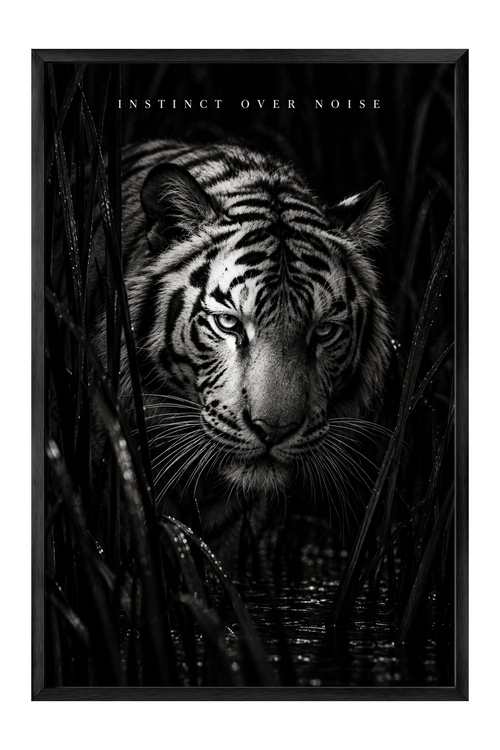Black and White Tiger Portrait — framed canvas